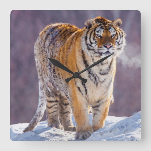 雪、中国のシベリアトラ スクエア壁時計 (正面)