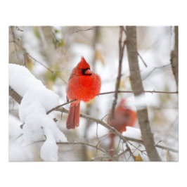 雪（鳥）ショウジョウコウカンチョウ フォトプリント           