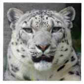 雪leopard10x10 タイル (正面)