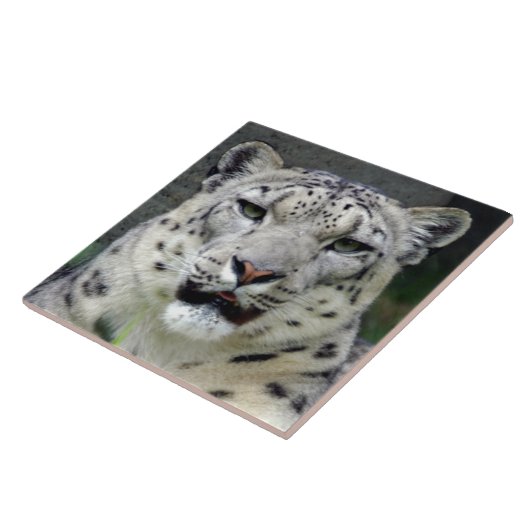 雪leopard10x10 タイル (側面)