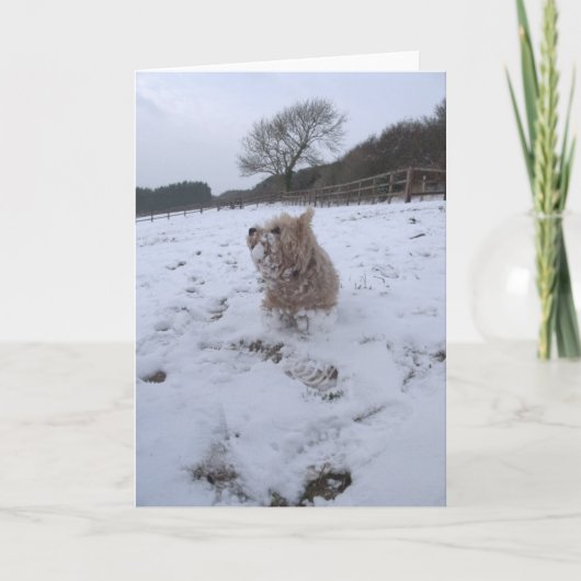 雪Westie シーズンカード (正面)