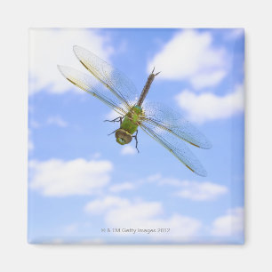 雲に対する緑のdarner (Anaxのjunius)の飛行 マグネット