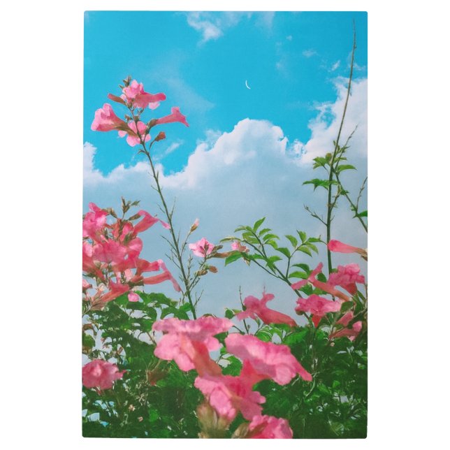 雲のある青空の下のピンクの花 – 自然 メタルプリント (正面)