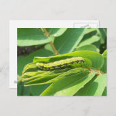 雲のない硫黄キャタピラーポストカード ポストカード (正面/裏面)