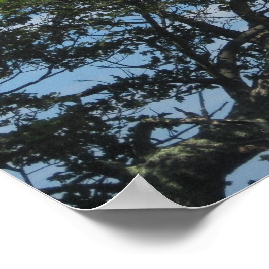 雲の中の木 ポスター (角)