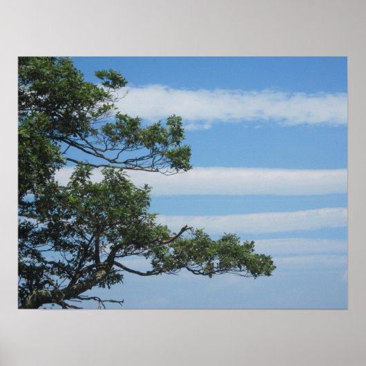 雲の中の木 ポスター (正面)
