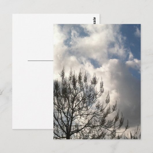 雲の中の枝 ポストカード (正面/裏面)