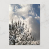 雲の中の枝 ポストカード (正面)