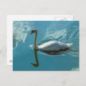 雲の反射がある白鳥 ポストカード (正面/裏面)