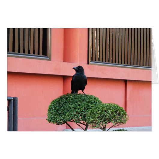 雲の木に止まり木を張る大きなハングルカラス (正面横)