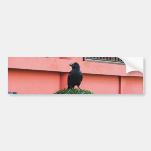 雲の木に止まり木を張る大きなハングルカラス バンパーステッカー