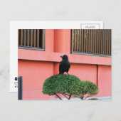 雲の木に止まり木を張る大きなハングルカラス ポストカード (正面/裏面)