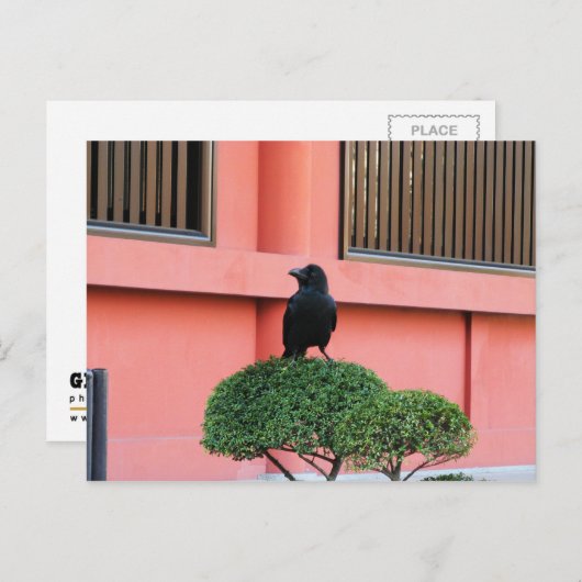 雲の木に止まり木を張る大きなハングルカラス ポストカード (正面/裏面)