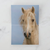 雲の来丘の上の野生の馬のグリーティングカード カード (内部)