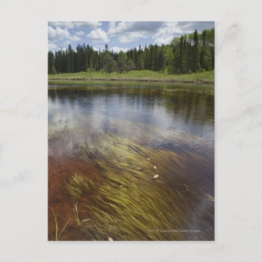 雲を反射する静かな池 ポストカード (正面)