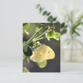 雲一つ硫黄バタフライ写真はがき ポストカード (スタンド正面)