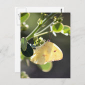 雲一つ硫黄バタフライ写真はがき ポストカード (正面/裏面)