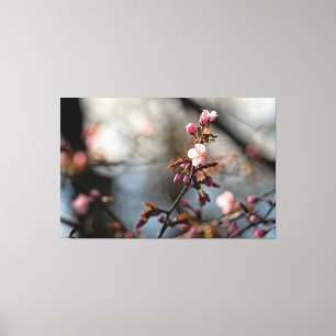 雲天に咲く陽光の桜 キャンバスプリント