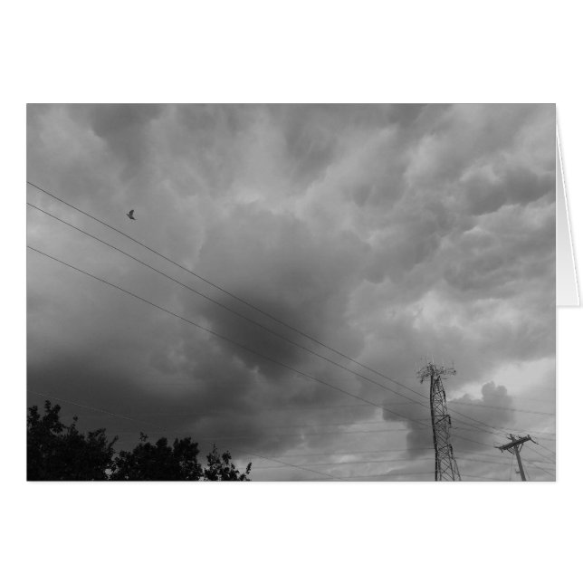 雲景色の鳥/ノワール (正面横)
