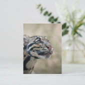 雲状ヒョウ ポストカード (スタンド正面)