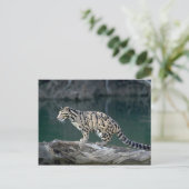 雲状ヒョウ ポストカード (スタンド正面)