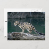 雲状ヒョウ ポストカード (正面/裏面)