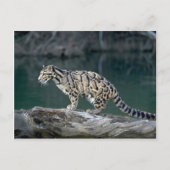 雲状ヒョウ ポストカード (正面)