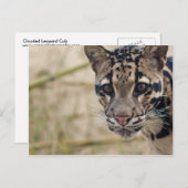 雲状ヒョウ ポストカード (正面/裏面)