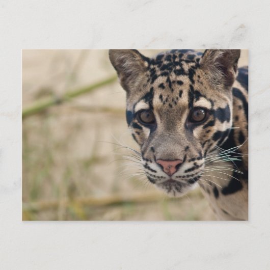 雲状ヒョウ ポストカード (正面)