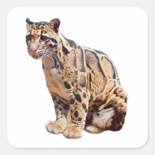 雲雀写真ジャングル大きな猫動物 スクエアシール