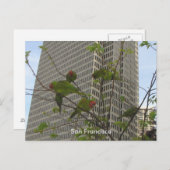 電信の丘の野生のパロット ポストカード (正面/裏面)