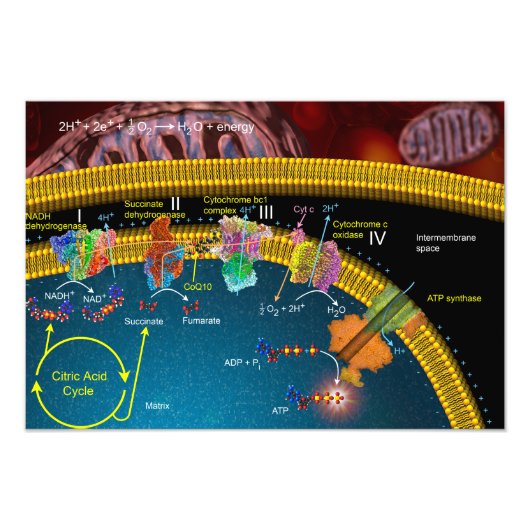 電子輸送ポスター フォトプリント (正面)