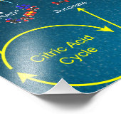 電子輸送ポスター フォトプリント (角)