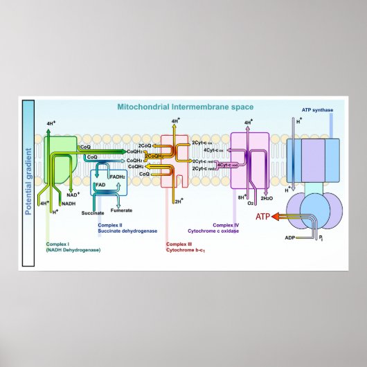 電子鎖ミトンコンドライアル膜間宇宙 ポスター (正面)