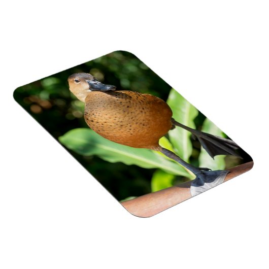 電撃性口笛を吹くアヒルがレールに乗る マグネット (右側)