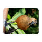 電撃性口笛を吹くアヒルがレールに乗る マグネット (横)