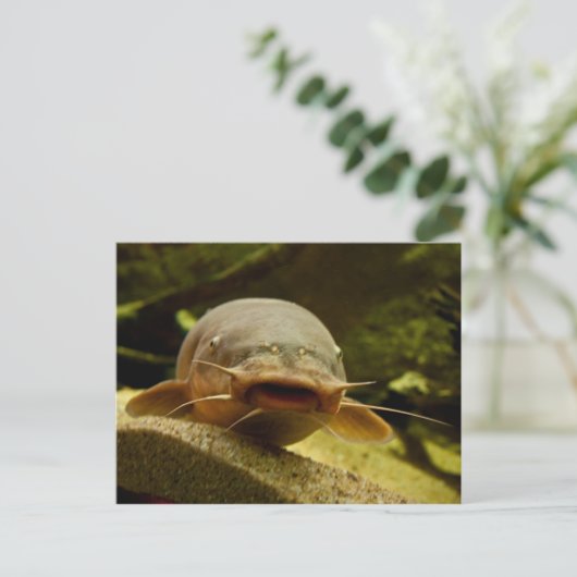 電気魚 ポストカード (スタンド正面)