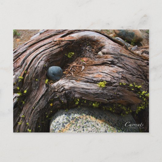 電流写真はがき ポストカード (正面)