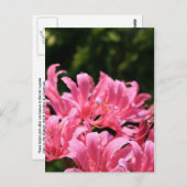 電灯リリー葉書 ポストカード (正面/裏面)