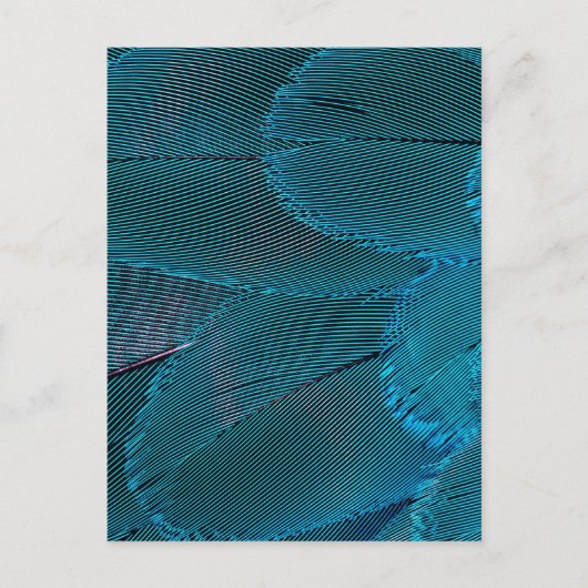 電羽 ポストカード (正面)