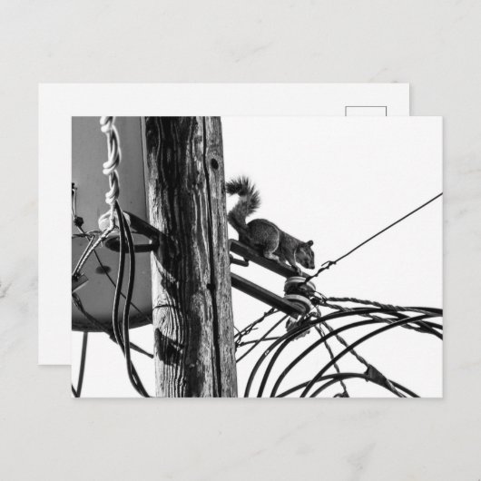 電話ポールのリスの黒と白の写真 ポストカード (正面/裏面)