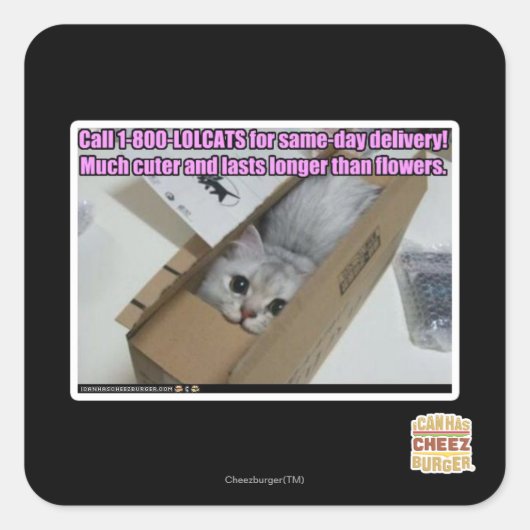 電話1-800-LOLCATS スクエアシール (正面)