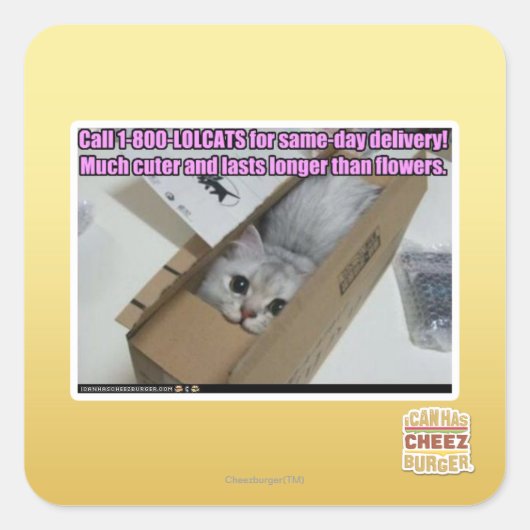 電話1-800-LOLCATS スクエアシール (正面)
