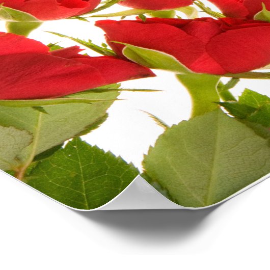 霊気原則とバラ ポスター (角)