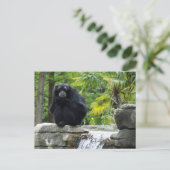 霊長類と滝 ポストカード (スタンド正面)