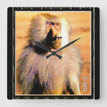 霊長類モデル： Hamadryas baboon 01