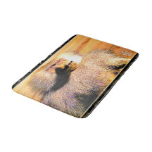 霊長類モデル： Hamadryas baboon 01