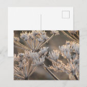 霜に覆われたセリ科の植物 ポストカード (正面/裏面)