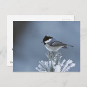 霜のついた松の枝に止まる冬の鳥 シーズンポストカード (正面/裏面)