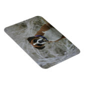 霜の中に座っているボクサー犬 マグネット (右側)